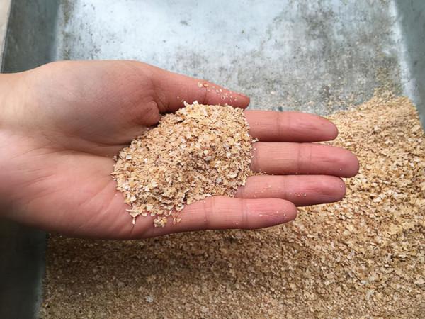 小雞飼料這麼用，既能避開小魚鬧窩，鯉魚給口接二連三