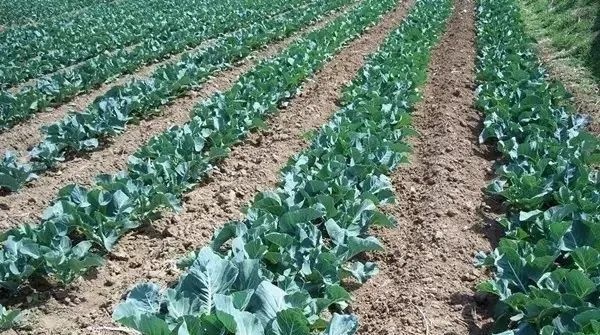 52種病蟲害防治,農藥混用秘方(建議收藏) 52種病蟲害防治,農藥混用秘方(建議收藏)