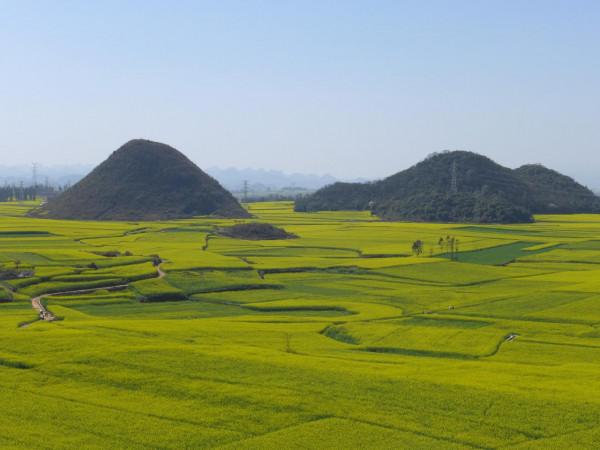 我對羅平的油菜花似乎也有&OpenCurlyDoubleQuote;七年之癢&rdquo;