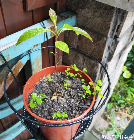 1粒種子幾塊錢，掌握6個養護方法，結出的果實可達幾百塊