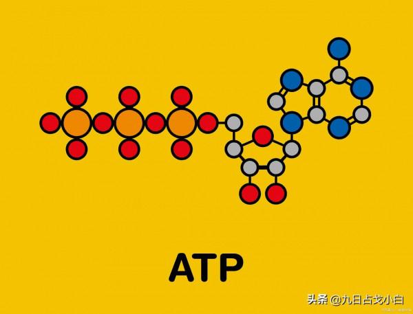 運動實戰（二）——有氧訓練