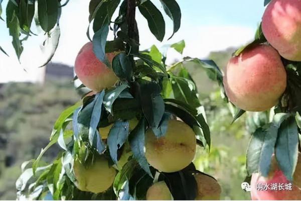 豐收的季節,京郊遊玩樂採摘 豐收的季節,京郊遊玩樂採摘