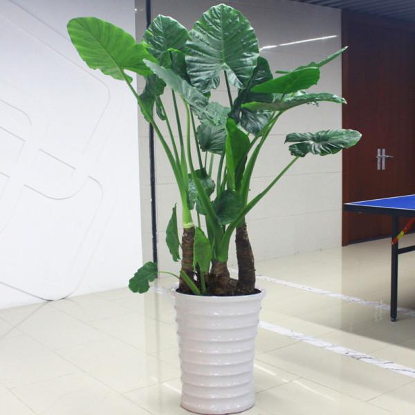 100種觀葉綠植,50種大型的,50種小型的,家裡沒有陽光也能養 100種觀葉綠植,50種大型的,50種小型的,家裡沒有陽光也能養