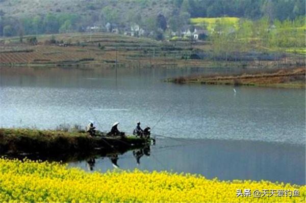 春釣鯉魚，大鯉魚喜歡躲在這些地方，這些位置下竿一釣一個準