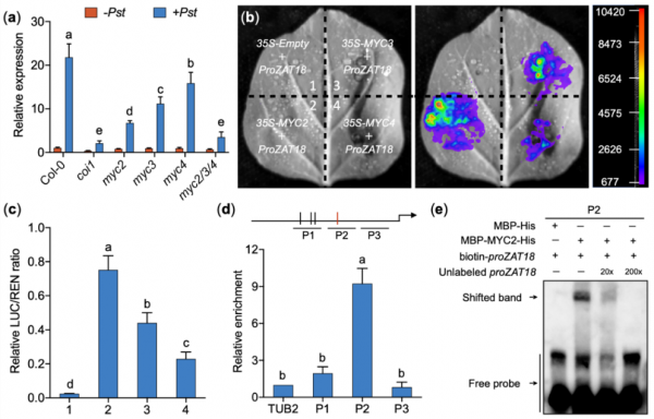植保所創新團隊揭示植物病原細菌抑制植物免疫的分子機制