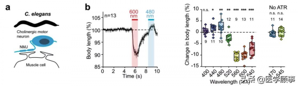 雙色視蛋白讓光遺傳學更簡單，啟用或抑制可同步進行