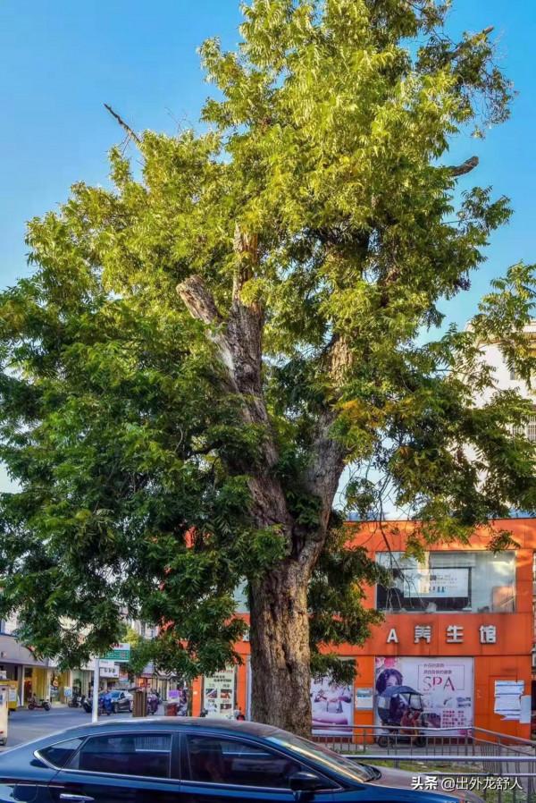 安徽舒城：首次發現！1948年城關鎮平面圖，揭秘民國時期的縣城