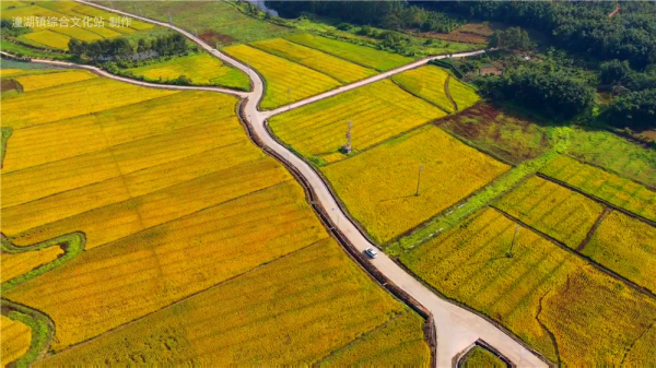 “稻夢空間”，這是仲愷潼湖豐收的顏色！