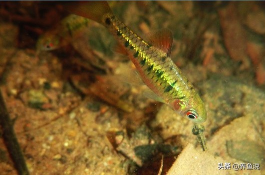 悟了：如何避免熱帶魚撞魚缸？觀賞魚怕人的原因及解決辦法