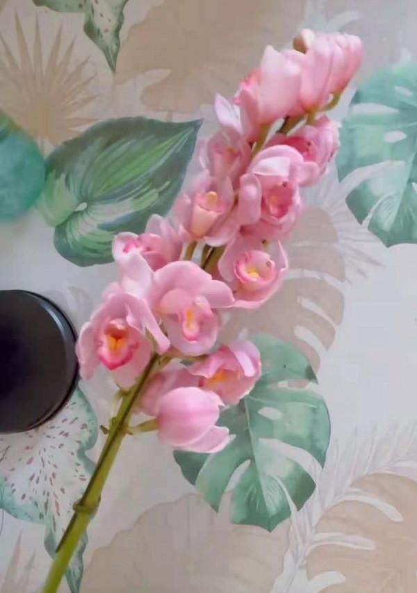 有一種不屈的堅韌。當之無愧的大家閨秀——大花蕙蘭 有一種不屈的堅韌。當之無愧的大家閨秀——大花蕙蘭