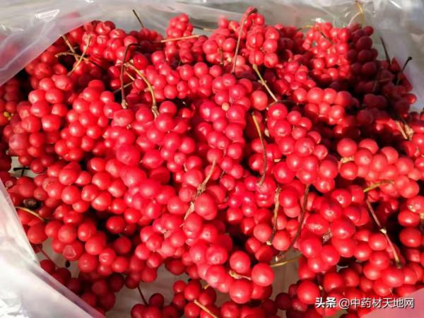 五味子種植面積擴增 價為何堅挺難下 五味子種植面積擴增 價為何堅挺難下