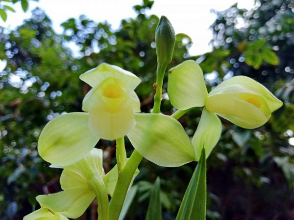 #陽臺小花園#又添新品種