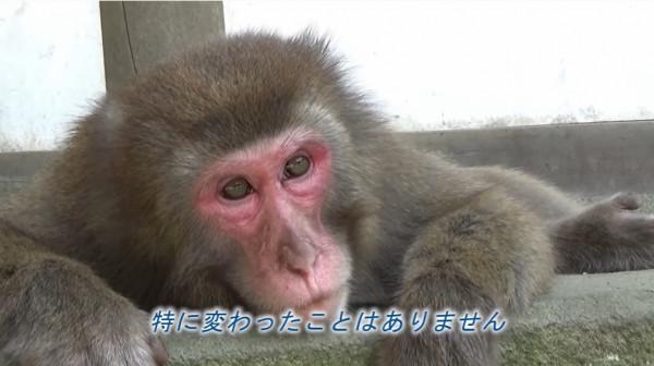 日本70年來首個母猴王!打跑公猴當上霸主,卻因";三角戀";地位不穩 日本70年來首個母猴王!打跑公猴當上霸主,卻因";三角戀";地位不穩