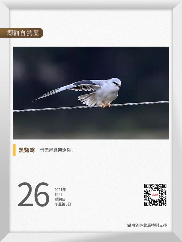 湖湘自然歷丨冬季到洞庭來看鳥⑮紅眼睛的“殺手”