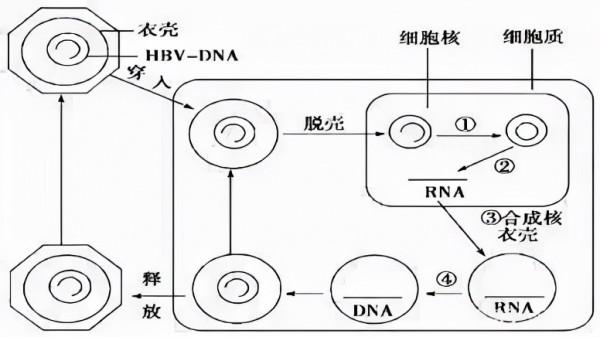 乙肝在研新藥有吸引力靶點，衣殼組裝調節劑CAM，又分為兩大類