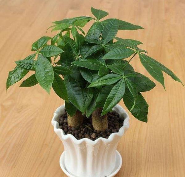 發財樹為什麼總“爛根”？網友哭了：連買三盆，就是養不活？