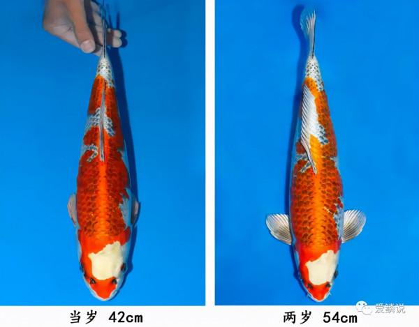 鑑魚｜都來瞧瞧，這幾尾孔雀錦鯉如何