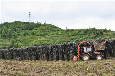 宣威東山種植紅象草 帶動肉牛養殖 宣威東山種植紅象草 帶動肉牛養殖