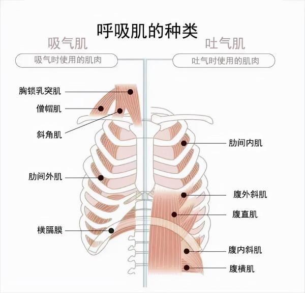 老年人日常呼吸能力鍛鍊,增強呼吸肌,減少誤吸嗆咳 老年人日常呼吸能力鍛鍊,增強呼吸肌,減少誤吸嗆咳