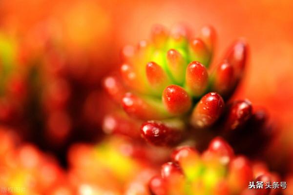 養多肉，選擇“控水”有什麼好處，哪些地方不適合用？