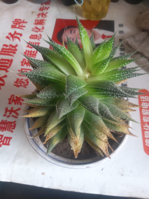 2個寶貝一院肉,二胎媽媽“養肉記”,女兒比我更愛它 2個寶貝一院肉,二胎媽媽“養肉記”,女兒比我更愛它