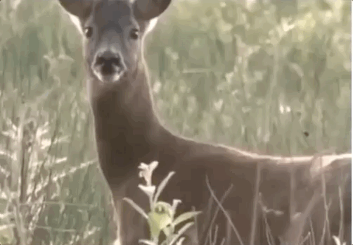 東北第一“神獸”，傻狍子到底有多傻？這麼笨咋活到現在的？