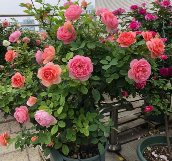 元旦前，“七種花”趕緊搬到陽臺上凍一凍，生長茂盛，花苞呼呼冒