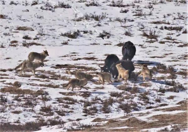 共建地球生命共同體|萬類霜天競自由——四川阿壩州珍稀動物增至142種 共建地球生命共同體|萬類霜天競自由——四川阿壩州珍稀動物增至142種