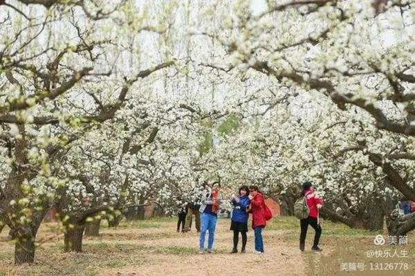 鐵兵遊記｜永定河畔萬畝梨花香雪海