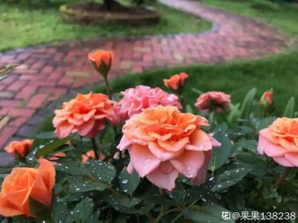 天台花園VS低層庭院，哪裡養花更方便？