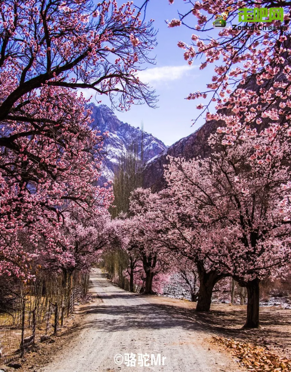 1028名日本人報名遊新疆？新疆顏值實錘了，一年四季，美麗不停歇