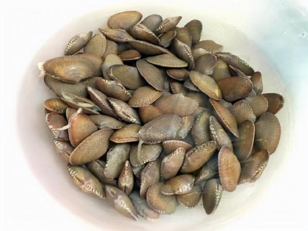 爆炒花甲前到底要不要過水？大廚教你一招，花甲既鮮又嫩還沒有沙