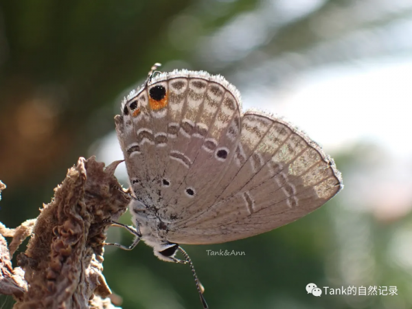 我的自然記錄•蝴蝶（2）