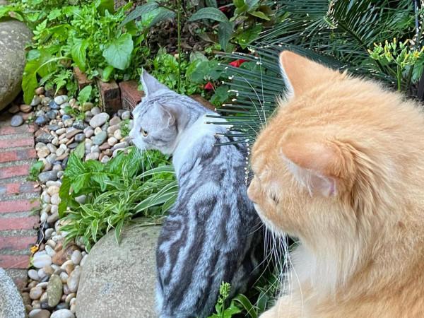 親愛的玎璫璫呀,你在喵星還好嗎? 親愛的玎璫璫呀,你在喵星還好嗎?