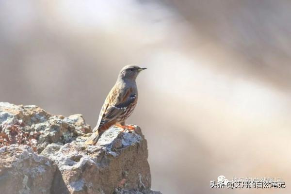 北京妙峰山觀鳥記-解鎖灰伯勞、褐頭山雀和領巖鷚