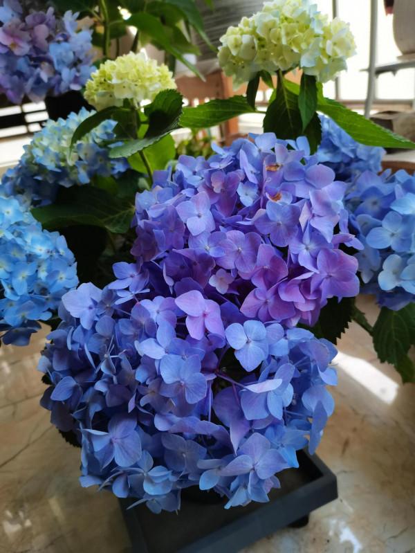 封閉陽臺養花記錄2