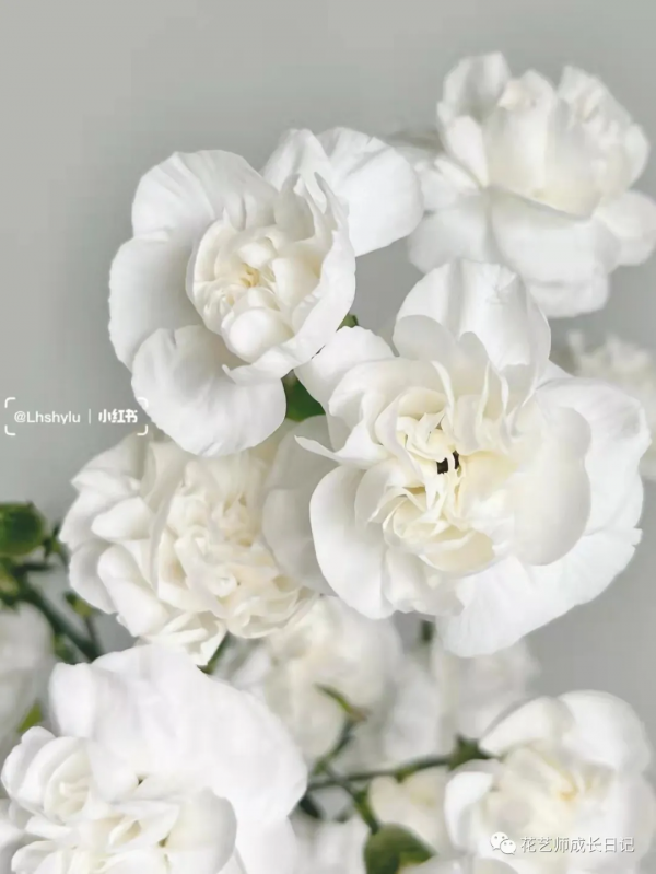 每日一花 | 茉莉多丁，明明是康乃馨，卻開成茉莉花~vol.28