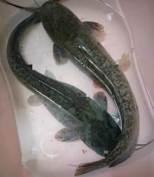 深圳一河道內到大魚成群，卻無人問津，這是為什麼呢？