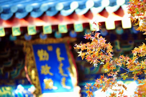 中國賞秋第一聖地：香山。是否名副其實？