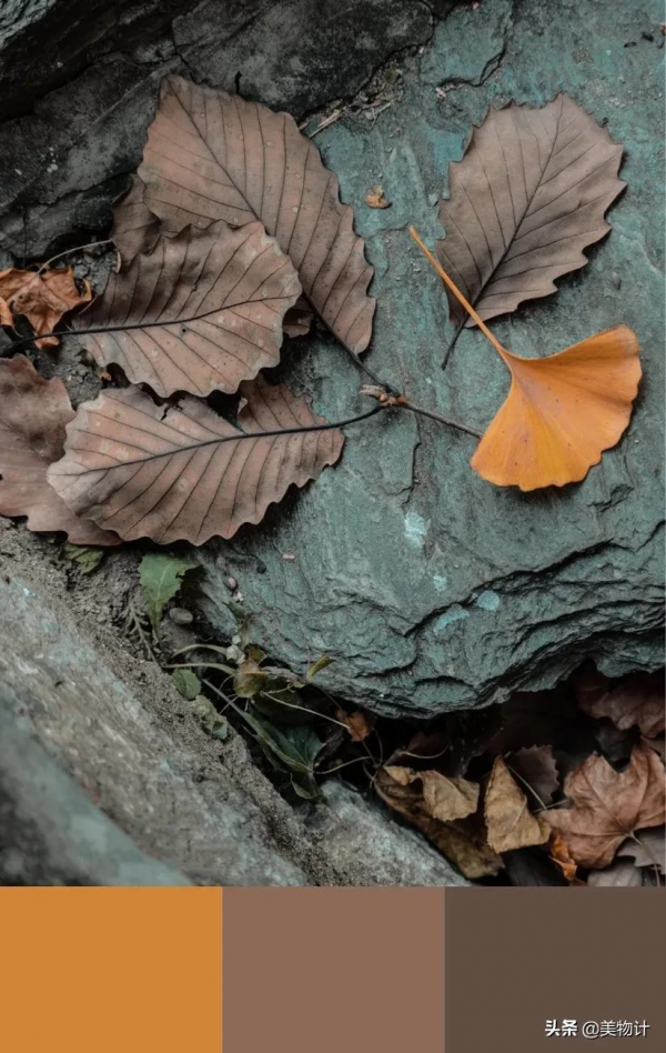 秋天最高階的配色,太美了 秋天最高階的配色,太美了