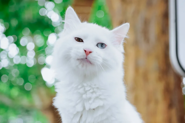 聽說我是一隻狗？