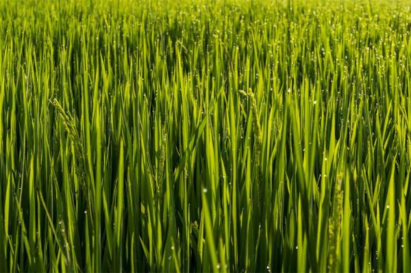 喜洲古鎮，許你一個綠野仙蹤的童話夢境