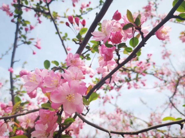閔行體育公園&OpenCurlyDoubleQuote;千米花道&rdquo;