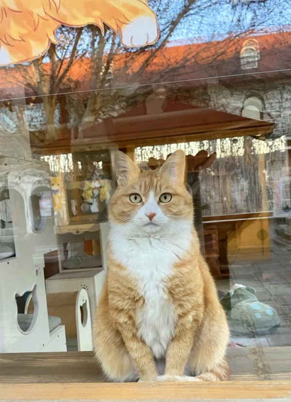小仙拒絕零食，有多難