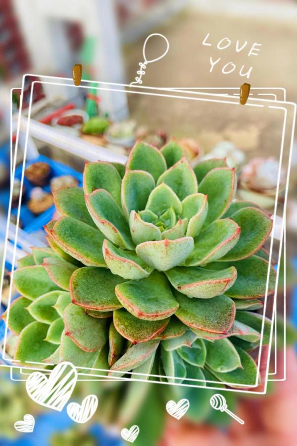 空中花園成就了我的夢想