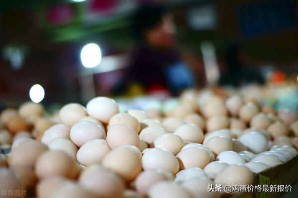 雞蛋：產銷謹慎 跌價幅度產銷謹慎