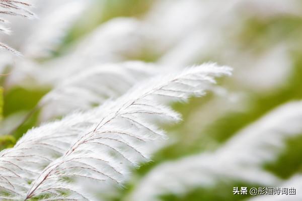 黃花籬院深秋景，綠蟻新醅舊夢痕：新韻《鷓鴣天.秋懷幾許》一組