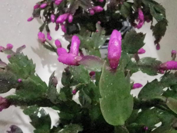 蟹爪蘭花開同樣值得讚美