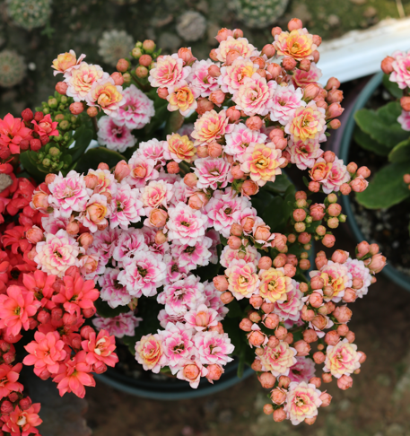 冬天買到5種花，要用小花盆養，少澆水多曬，才會長得漂亮