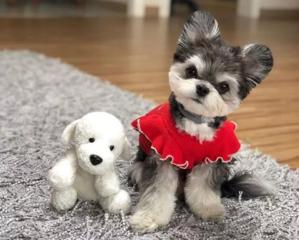 小狗因是串串被丟了，醫生收留一年後被驚豔到：撿到寶貝了呀